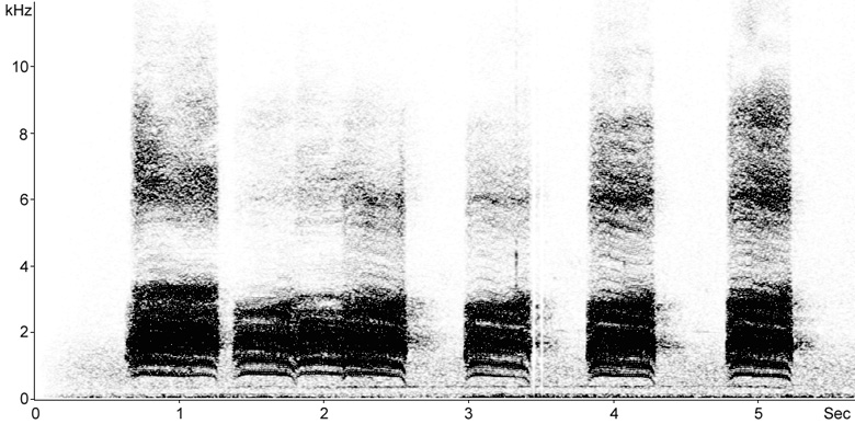 Sonogram of Carrion Crow vocalisations