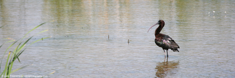 Glossy Ibis (Plegadis falcinellus)  Fraser Simpson