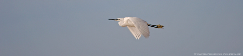 Little Egret  (Egretta garzetta)  Fraser Simpson