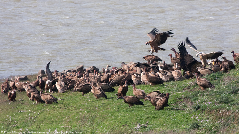 Eurasian Griffon Vulture (Gyps fulvus)  Fraser Simpson