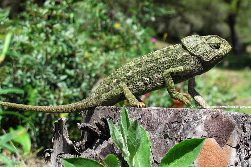 Mediterranean Chameleon (Chamaeleo chamaeleon)  Fraser Simpson