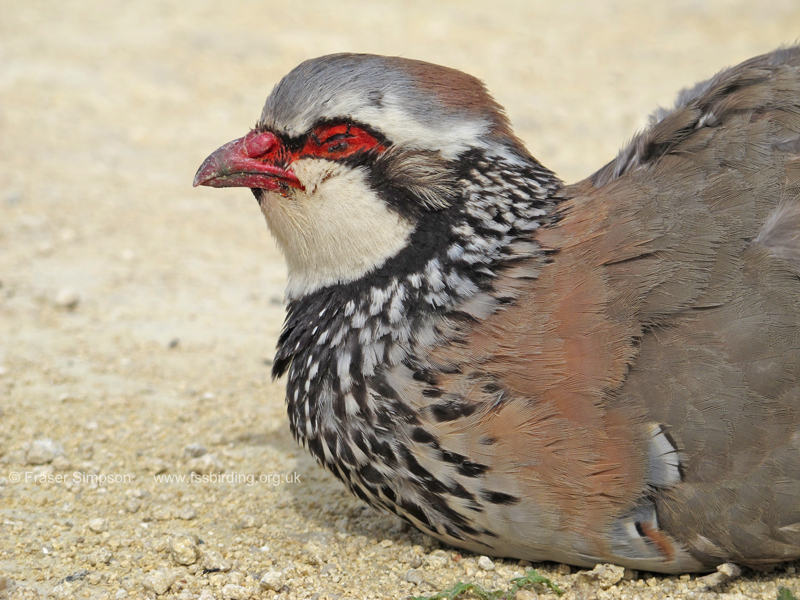 Dead Red-legged Partridge (Alectoris rufa)  Fraser Simpson