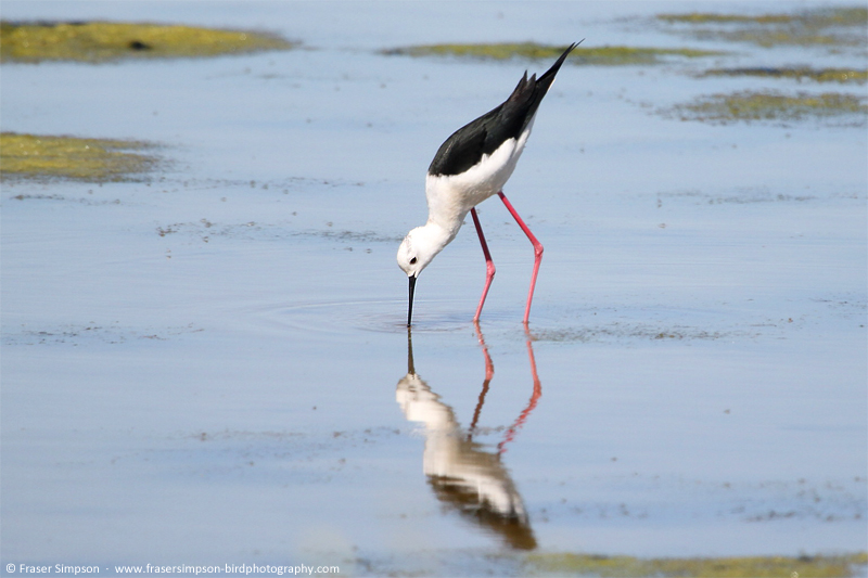 Black-winged Stilt (Himantopus himantopus)  Fraser Simpson