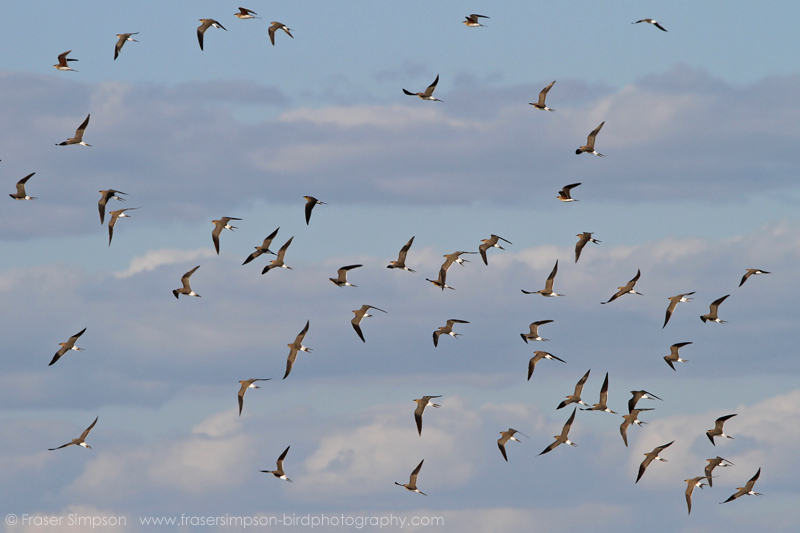 Collared Pratincole (Glareola pratincola)  Fraser Simpson
