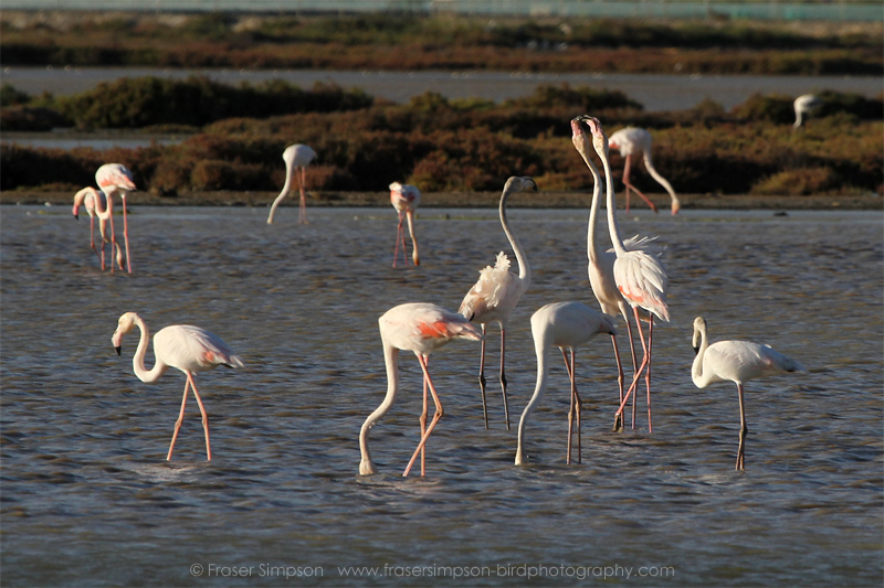 Greater Flamingo (Phoenicopterus roseus)  Fraser Simpson
