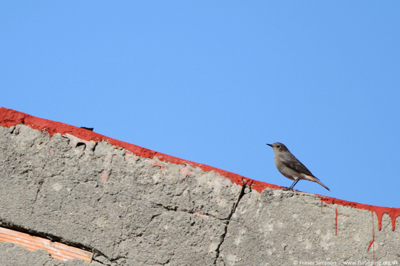 Black Redstart (Phoenicurus ochruros)  Fraser Simpson