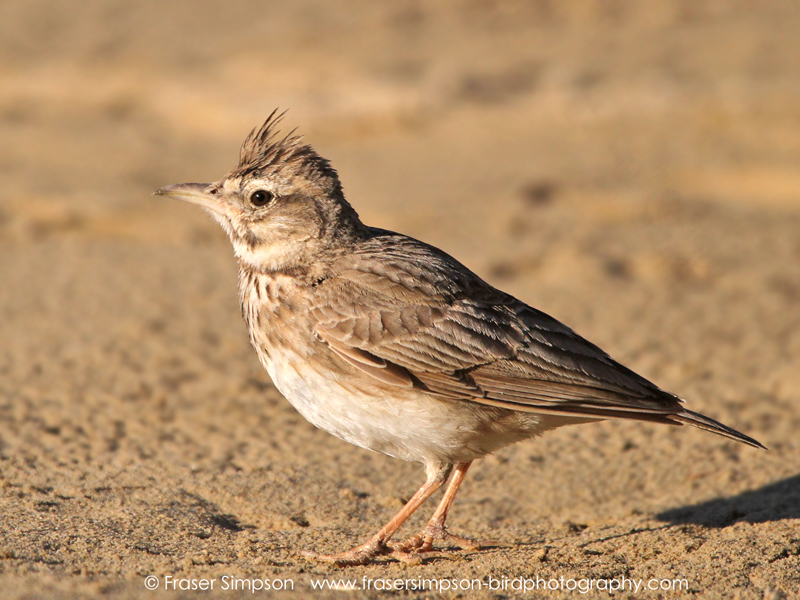 Crested Lark (Galerida cristata)  Fraser Simpson