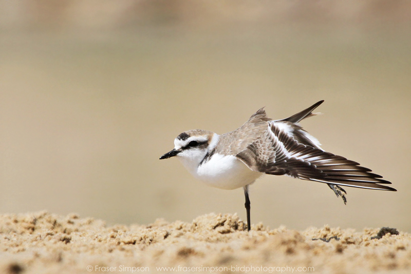 Kentish Plover (Charadrius alexandrinus)  Fraser Simpson