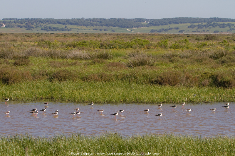 Black-winged Stilt (Himantopus himantopus)  Fraser Simpson