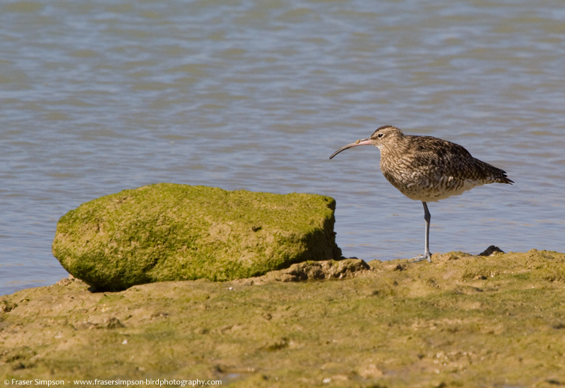 Whimbrel (Nunmenius phaeopus)  Fraser Simpson