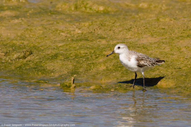 Sanderling (Calidris alba)  Fraser Simpson