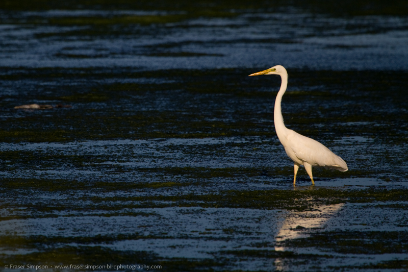 Great Egret (Casmerodius albus)  Fraser Simpson