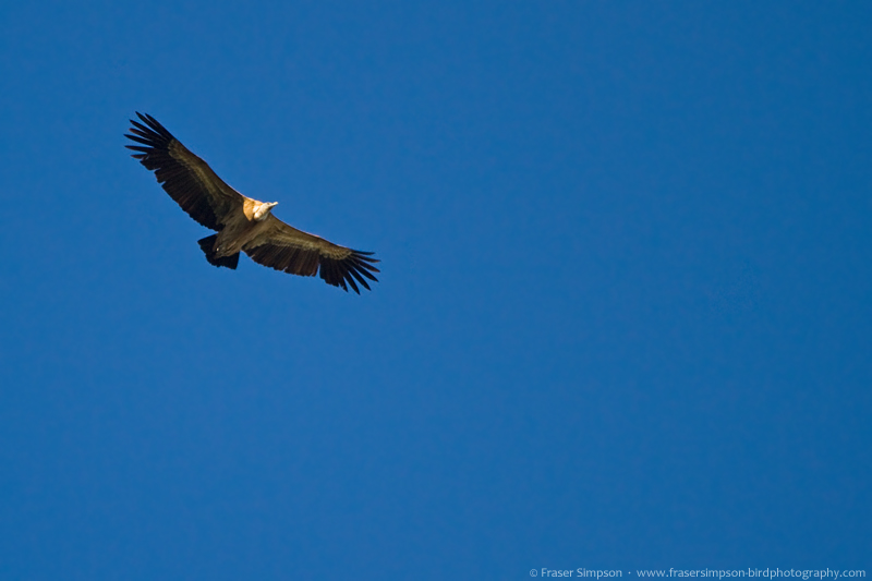 Eurasian Griffon Vulture (Gyps fulvus)  Fraser Simpson