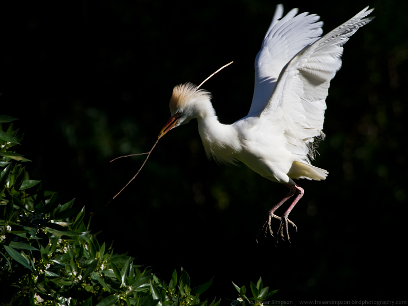 Cattle Egret (Bubulcus ibis)  Fraser Simpson