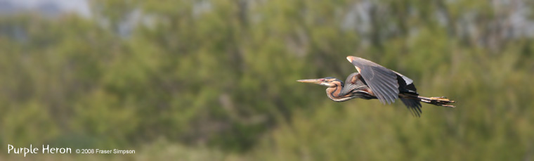 Purple Heron  2007 Fraser Simpson