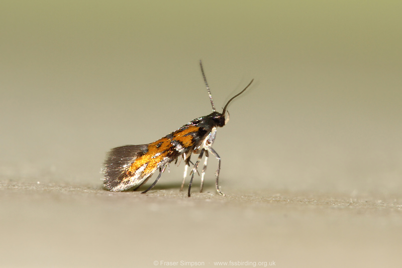 Flame Crest (Chrysoesthia drurella)  Fraser Simpson