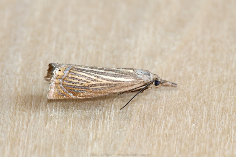 Garden Grass-veneer (Chrysoteuchia culmella)  Fraser Simpson
