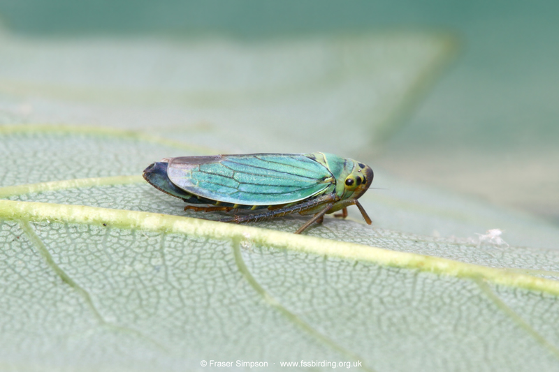 Green Leafhopper (Cicadella viridis)  Fraser Simpson