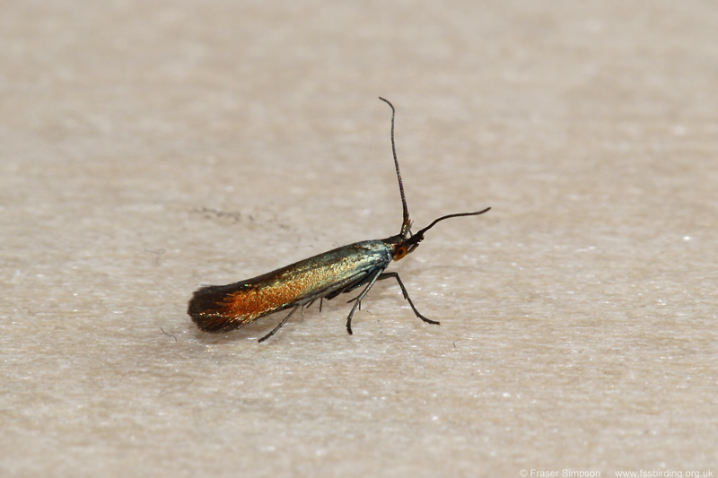 clover case-bearer sp. (Coleophora sp.)  Fraser Simpson