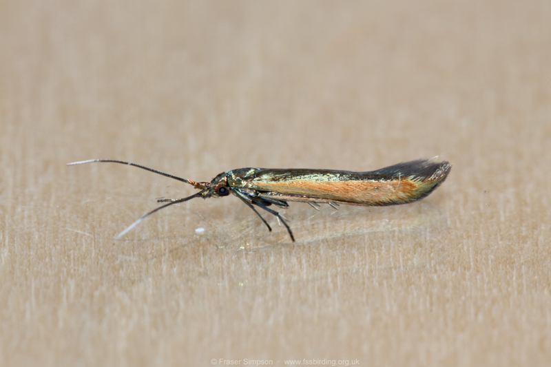 Large Clover Case-bearer(Coleophora trifolii)  Fraser Simpson