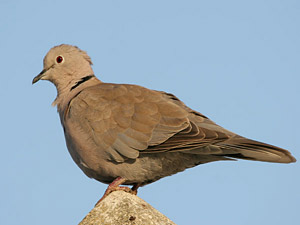 Collared Dove Fraser Simpson