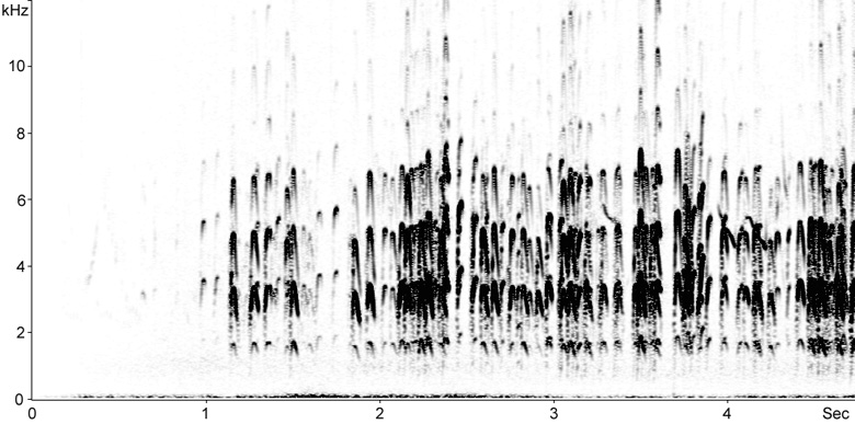 Sonogram of Collared Pratincole flight calls