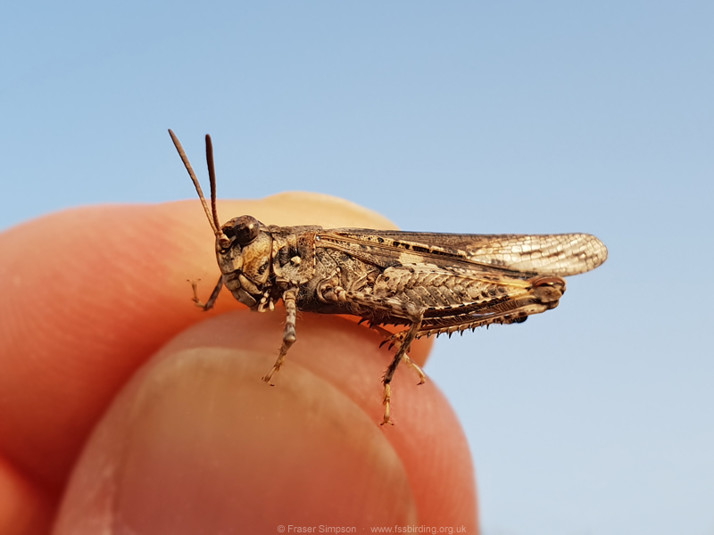 Common Digging Grasshopper (Acrotylus insubricus)  Fraser Simpson