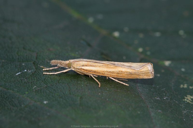 Common Grass-veneer (Agriphila tristella)  Fraser Simpson