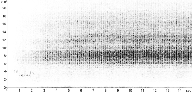 Sonogram of Common Green Grasshopper stridulation