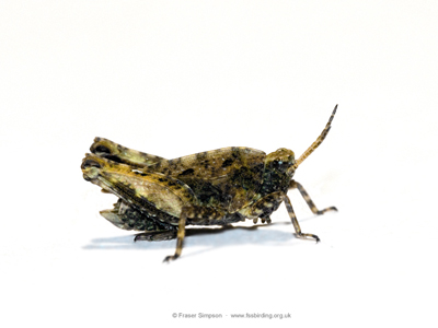 Common Groundhopper (Tetrix undulata)  Fraser Simpson