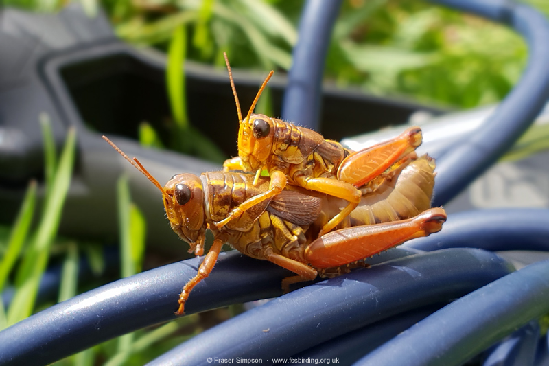 Common Mountain Grasshopper (Podisma pedestris)  Fraser Simpson