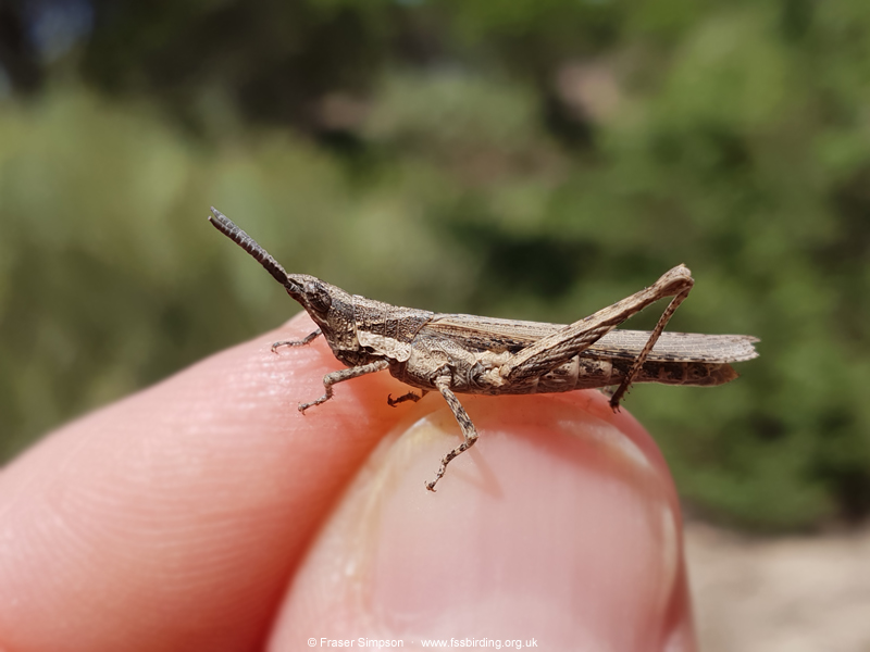 Common Stick Grasshopper (Pyrgomorpha conica)  Fraser Simpson