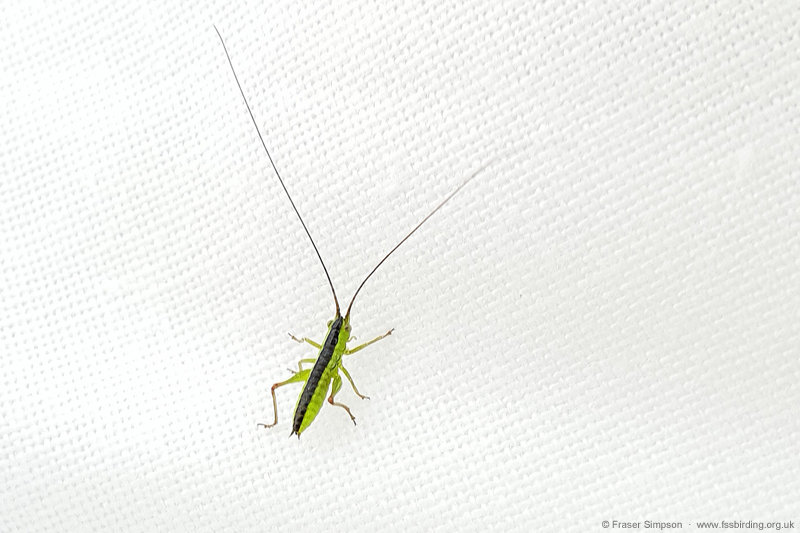 Conehead sp. (Conocephalus sp.)  Fraser Simpson