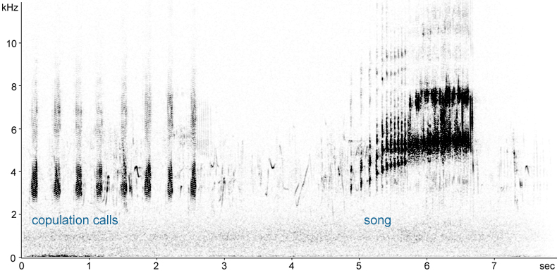 Sonogram of Corn Bunting copulation calls