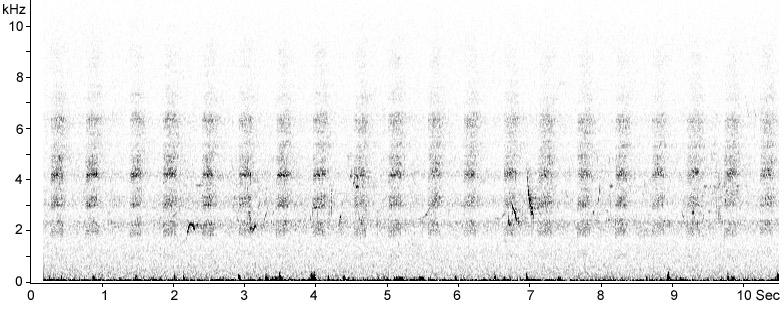 Sonogram of Corncrake