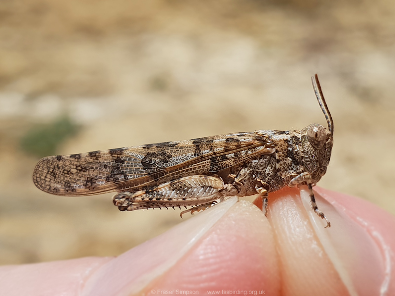 Desert Sand Grasshopper (Sphingonotus rubescens)  Fraser Simpson
