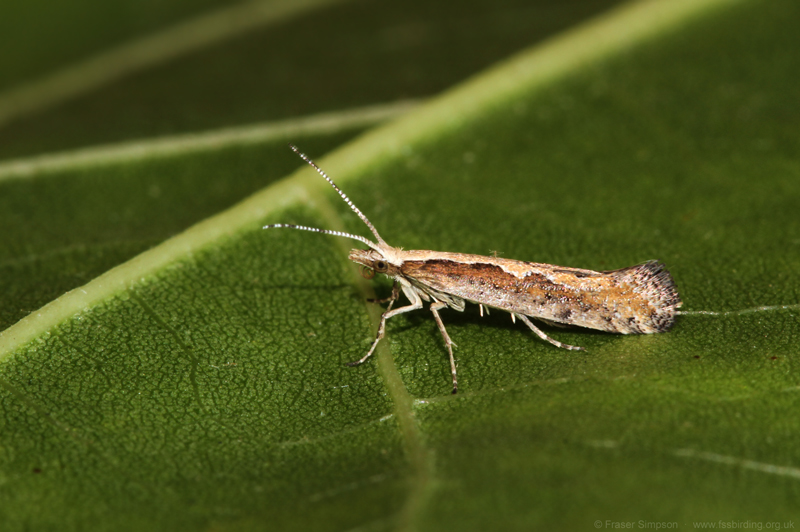 Diamond-back Moth (Plutella xylostella)  Fraser Simpson