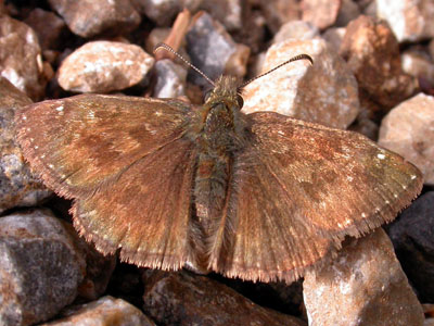 Dingy Skipper (Erynnis tages)   Fraser Simpson