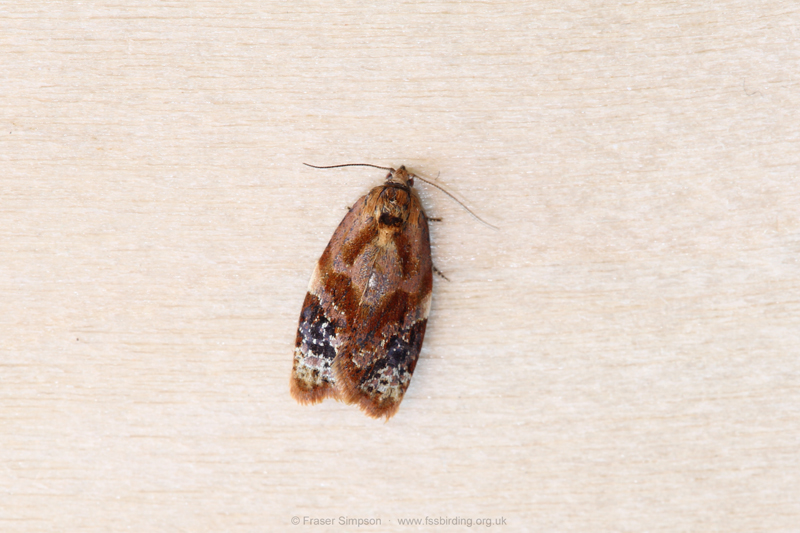 Red-barred Tortrix (Ditula angustiorana)  Fraser Simpson