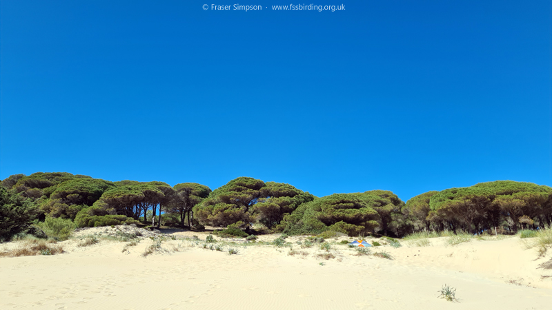 Duna de Bolonia  Fraser Simpson