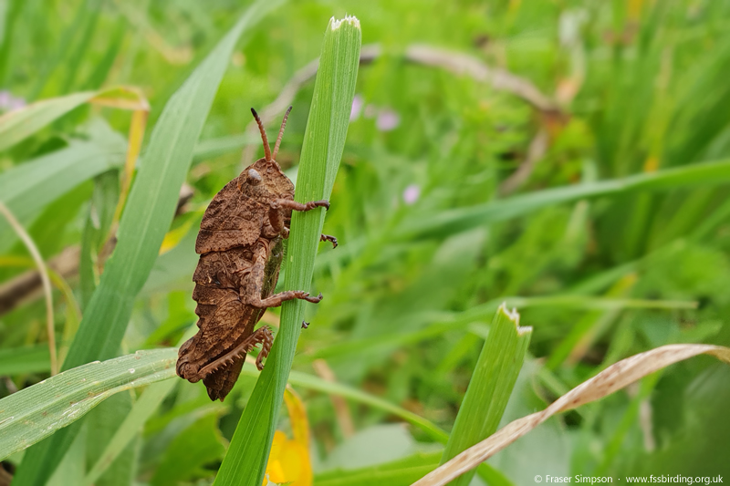 Earthling Stone Grasshopper (Euryparyphes terrulentus), Valle de Ojn, Parque Natural de los Alcornocales, Spain  Fraser Simpson