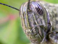 Egyptian Grasshopper