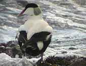 Eider