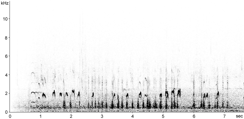 Sonogram of Eider calls