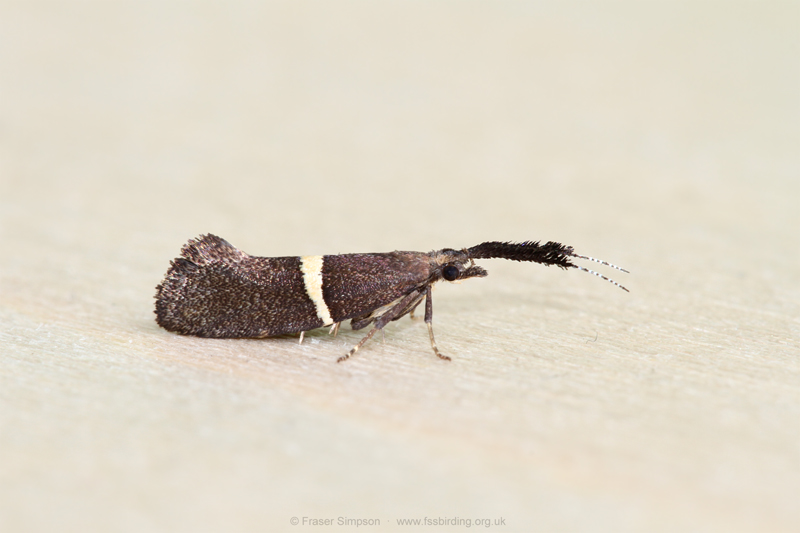 Bitter-cress Diamond-back (Eidophasia messingiella)  Fraser Simpson