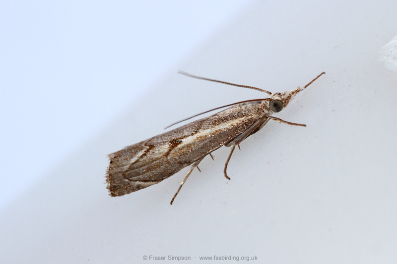 Elbow-stripe Grass-veneer (Agriphila geniculea)  Fraser Simpson