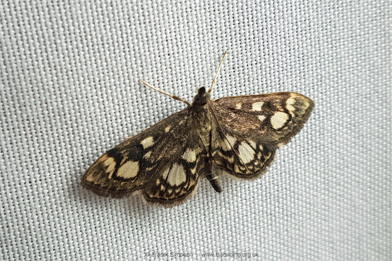 Elder Pearl (Anania coronata)  Fraser Simpson