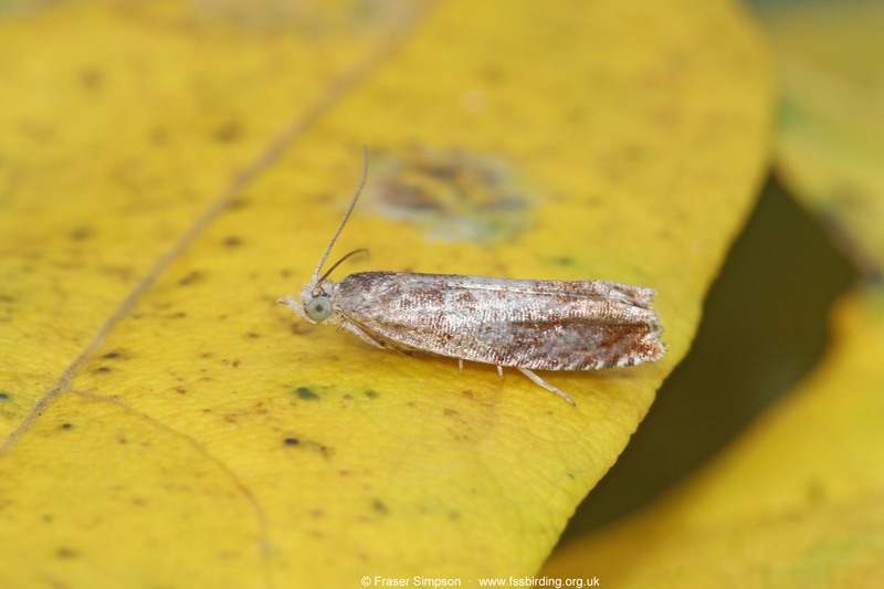 Grey Poplar Bell (Epinotia nisella)  Fraser Simpson