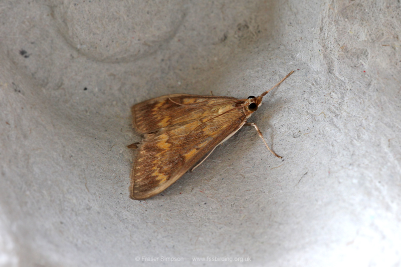 European Corn-borer (Ostrinia nubilalis)  Fraser Simpson