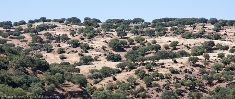 Rolling dehesa-covered hillsides  Fraser Simpson